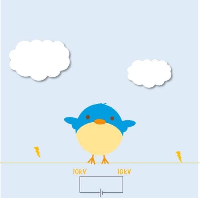 Bird on Live Wire Closed Circuit