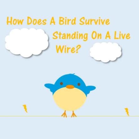 Bird Survive Standing Live Wire