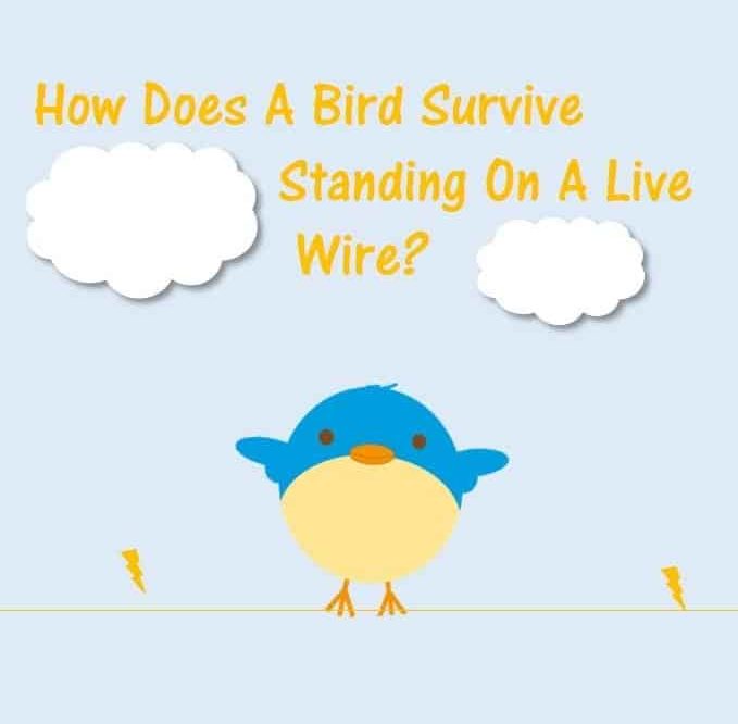 Bird Survive Standing Live Wire